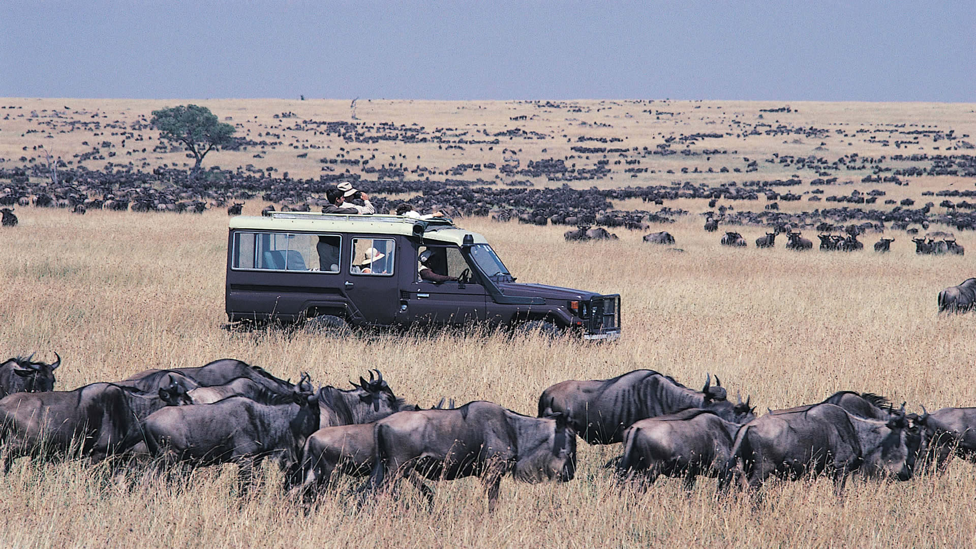 Best 5 Days Masai Mara, Serengeti and Ngorongoro Crater Safari