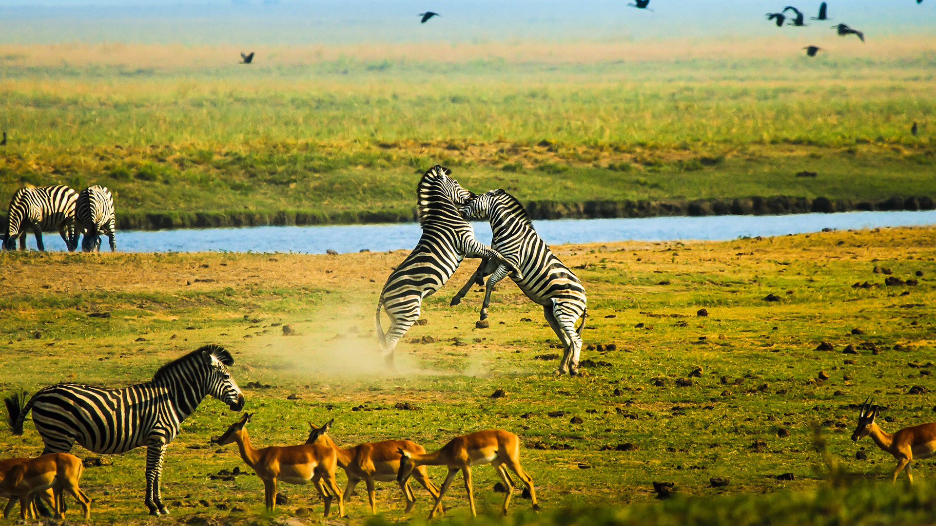 Best Tanzania wildlife safari 2026, 2027 & 2028