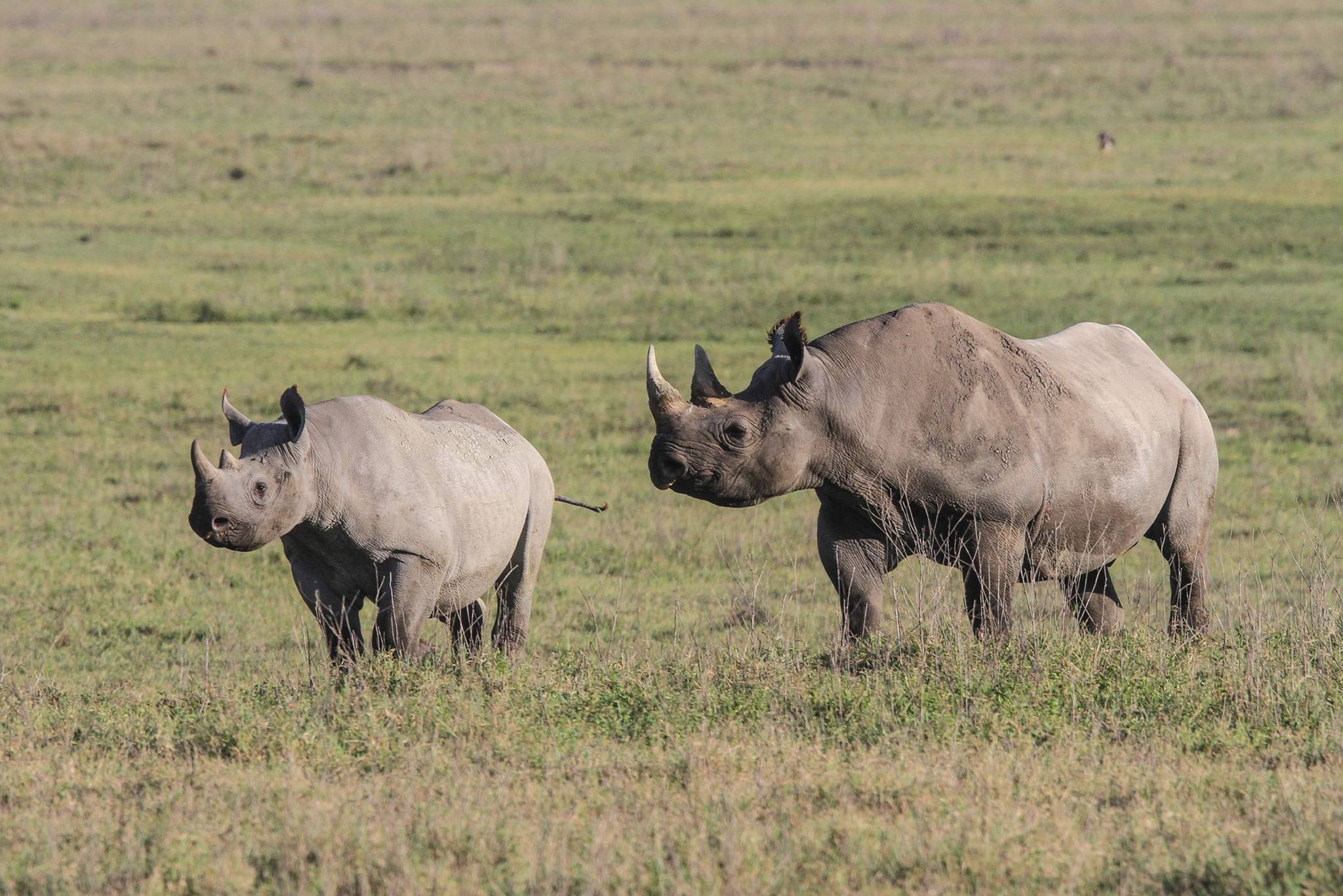 Ngorongoro_Crater_Black_Rhinos_NCA_02