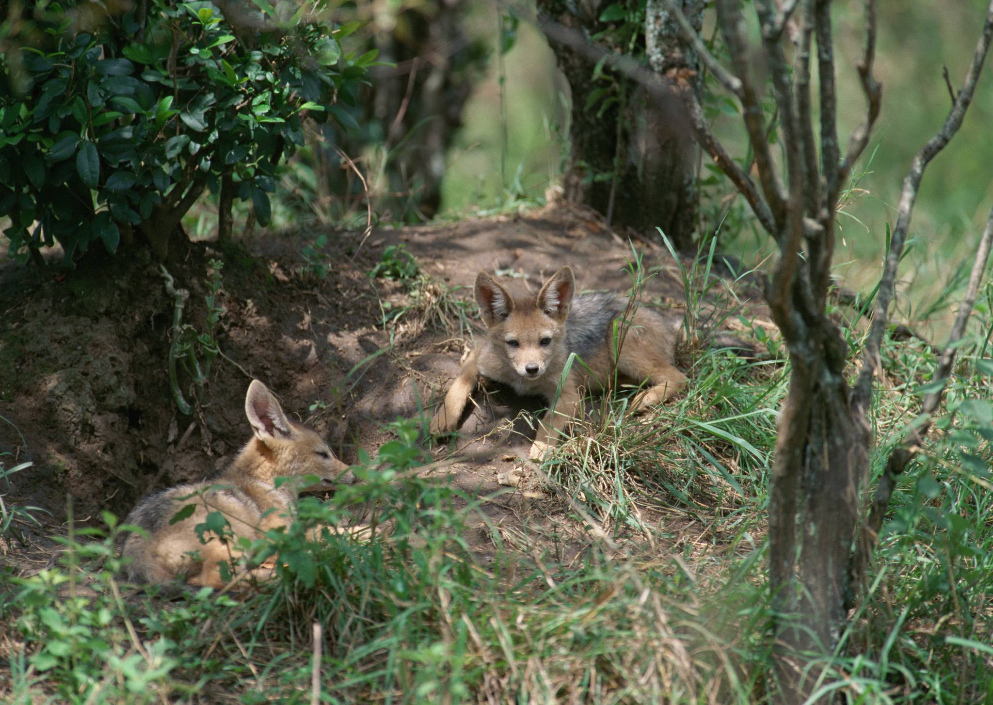 Ngorongoro_Crater_Foxes_NCA