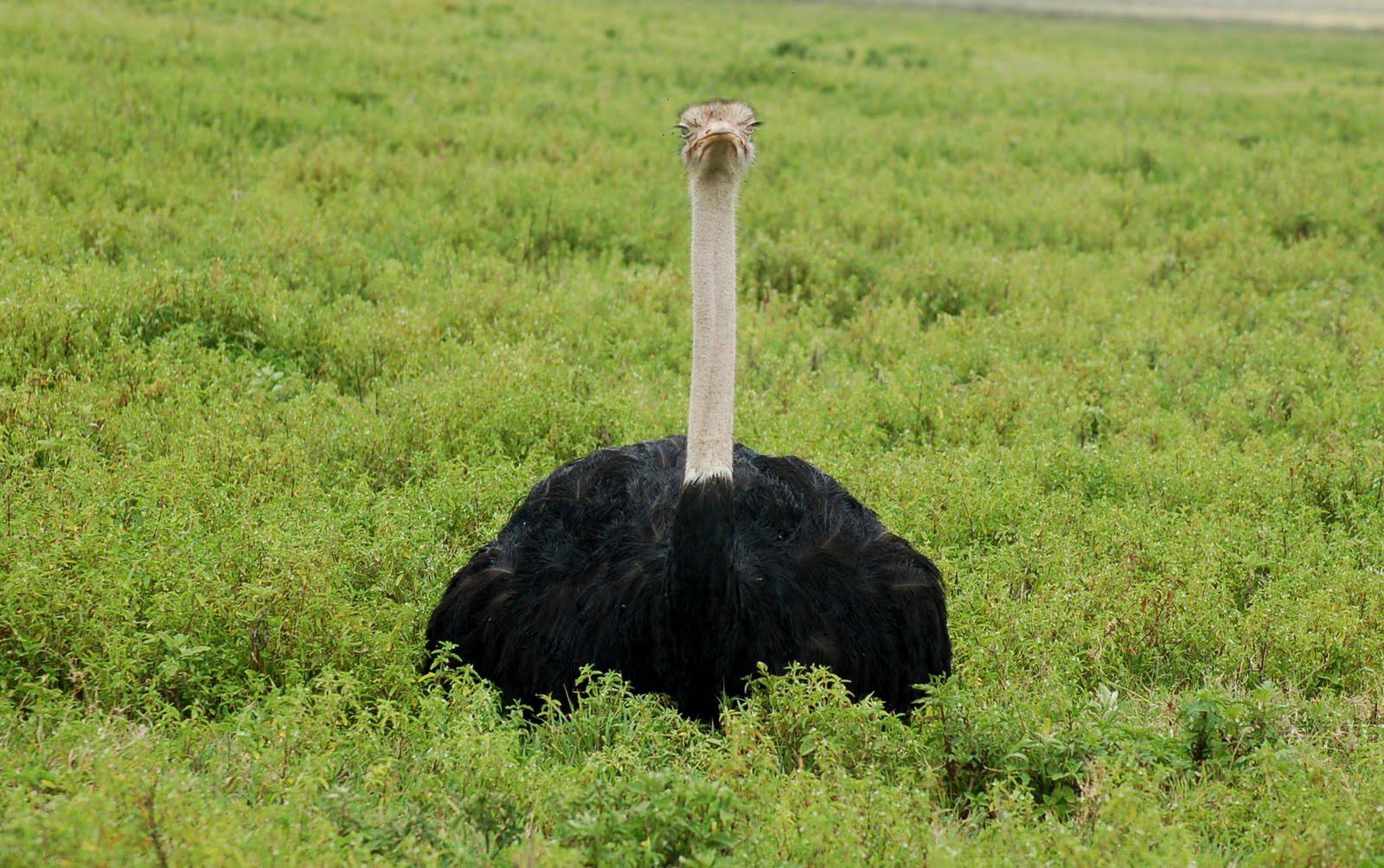 Ngorongoro_Crater_Ostrich_20