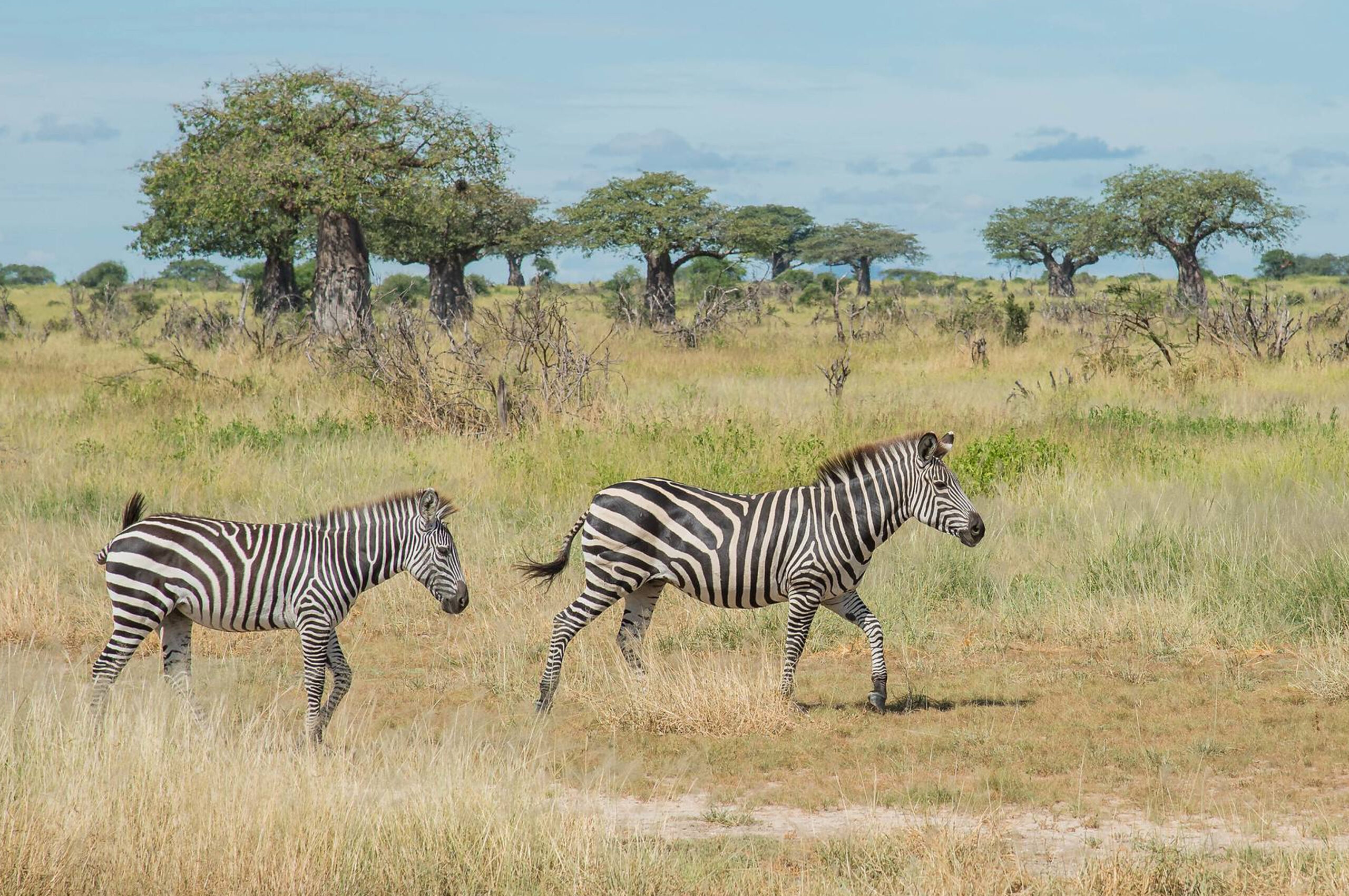 Ruaha_National_Park_Zebras_45