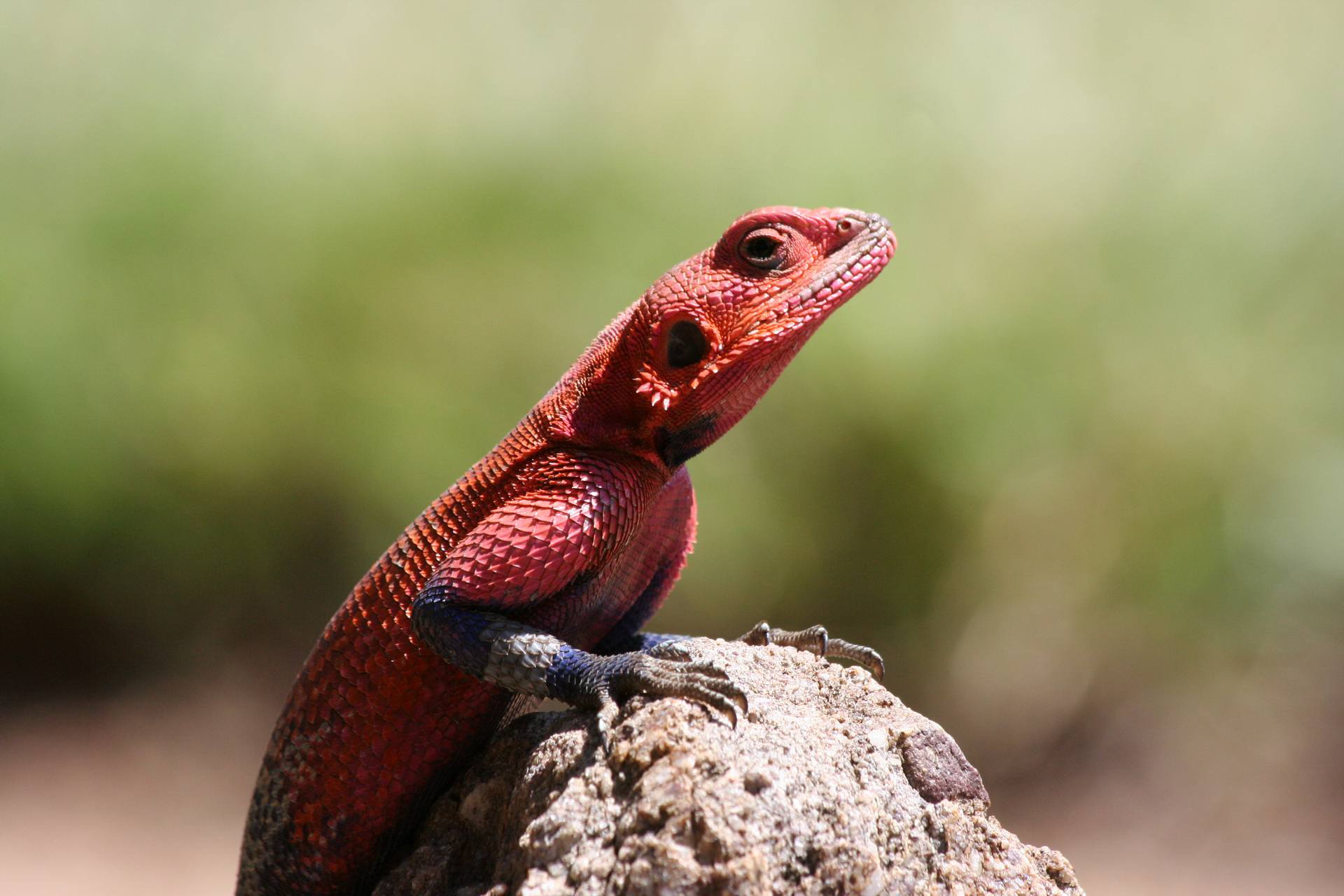 Serengeti_National_Park_Agama_Lizard_20