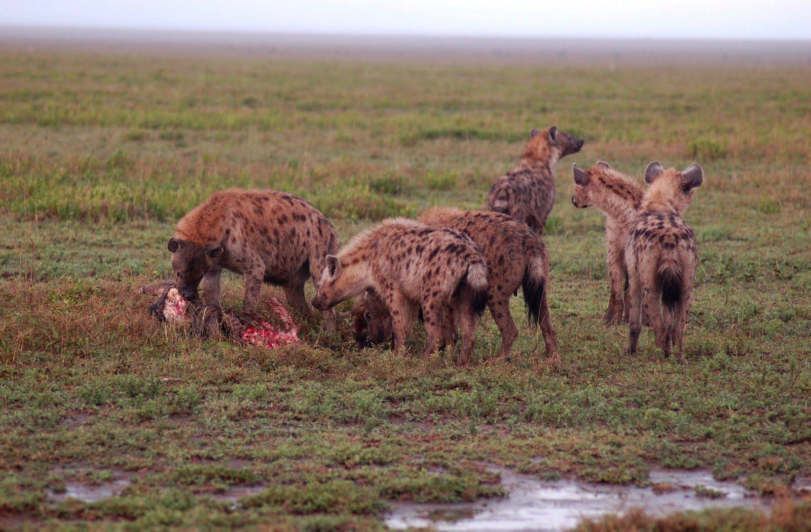 Serengeti_National_Park_Hyenas_22