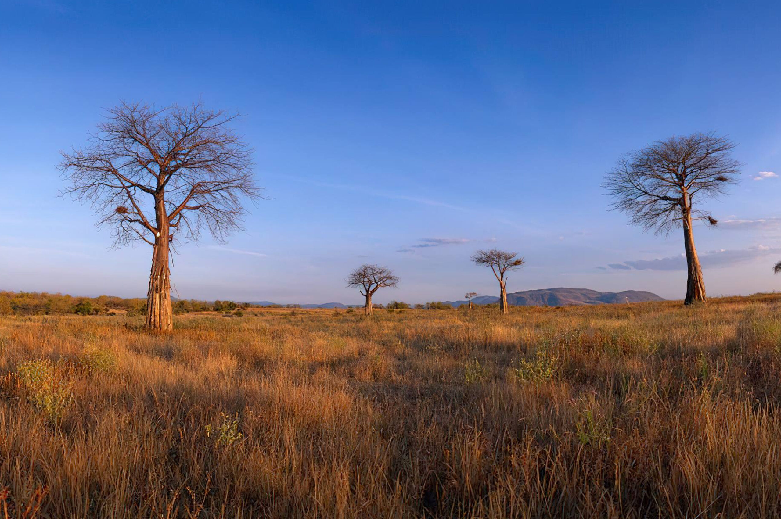 Southern Ruaha - 1