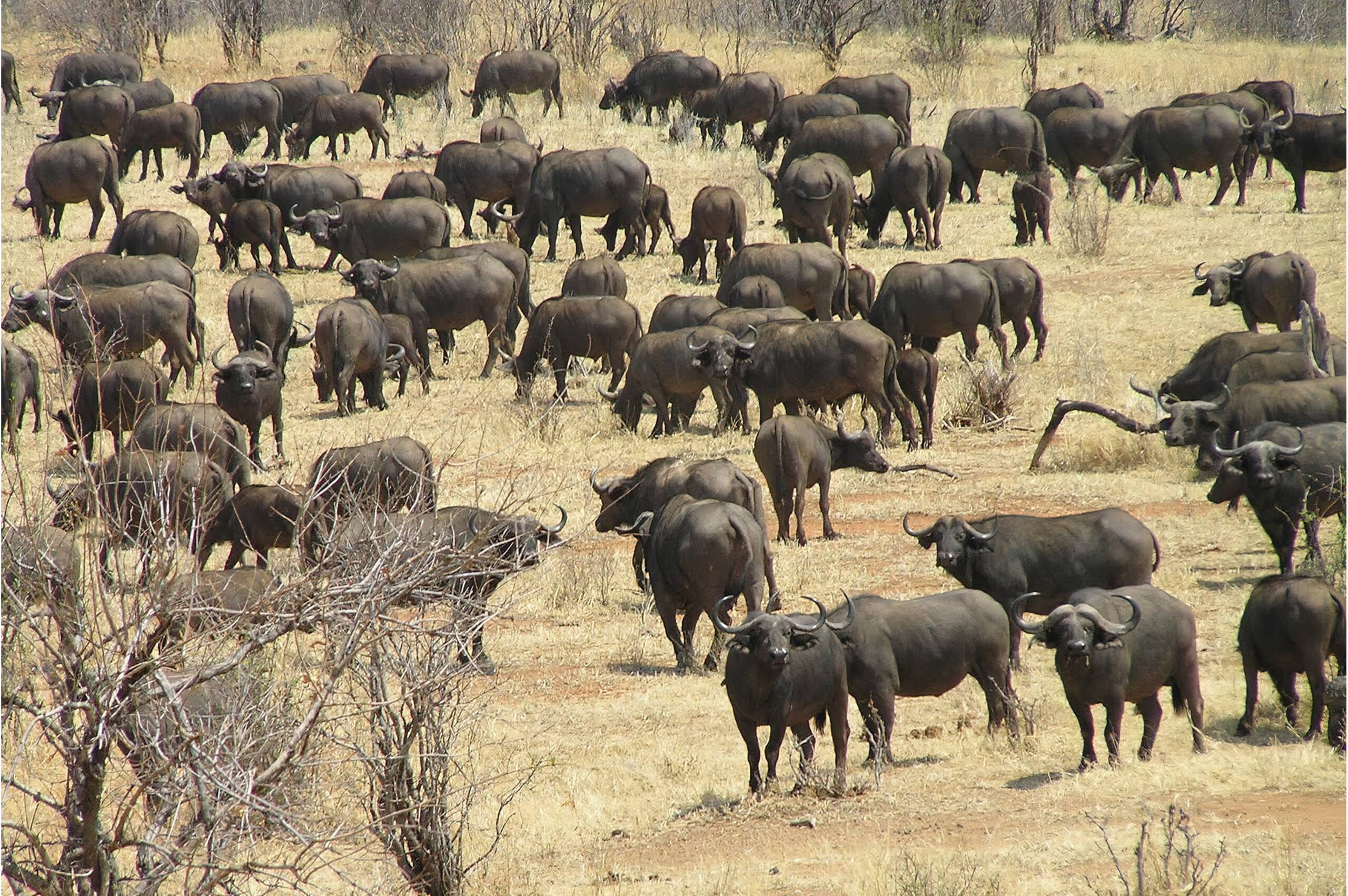 Southern Ruaha - 5