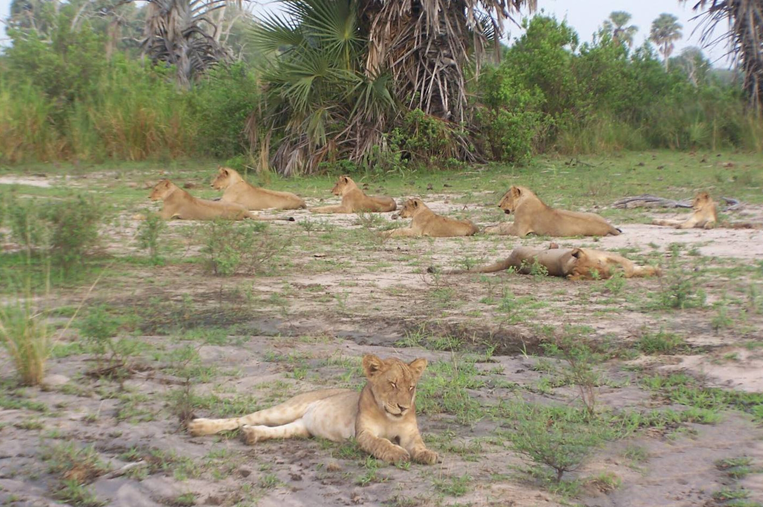 Southern Ruaha - 7