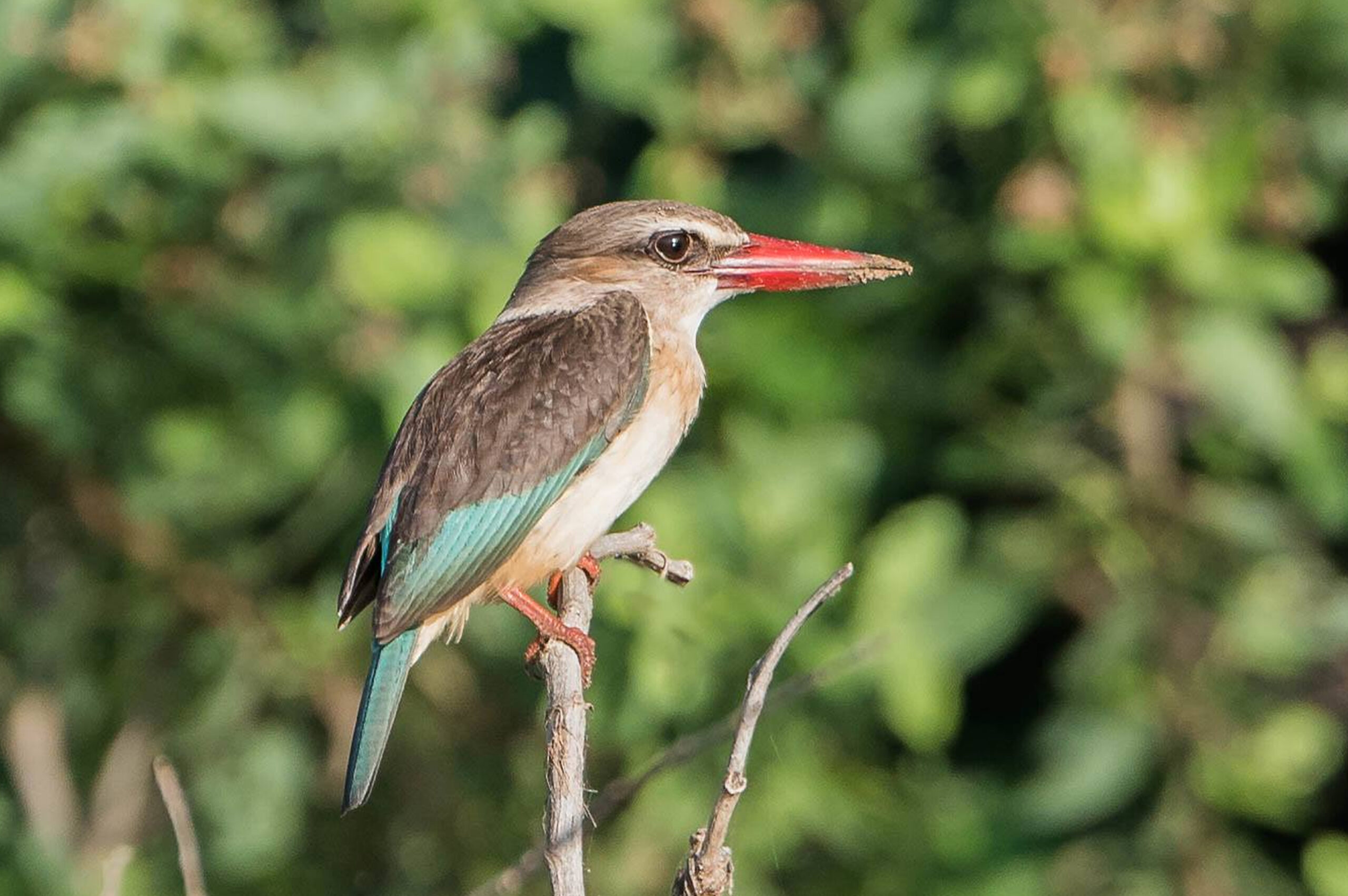 Southern Ruaha - 8