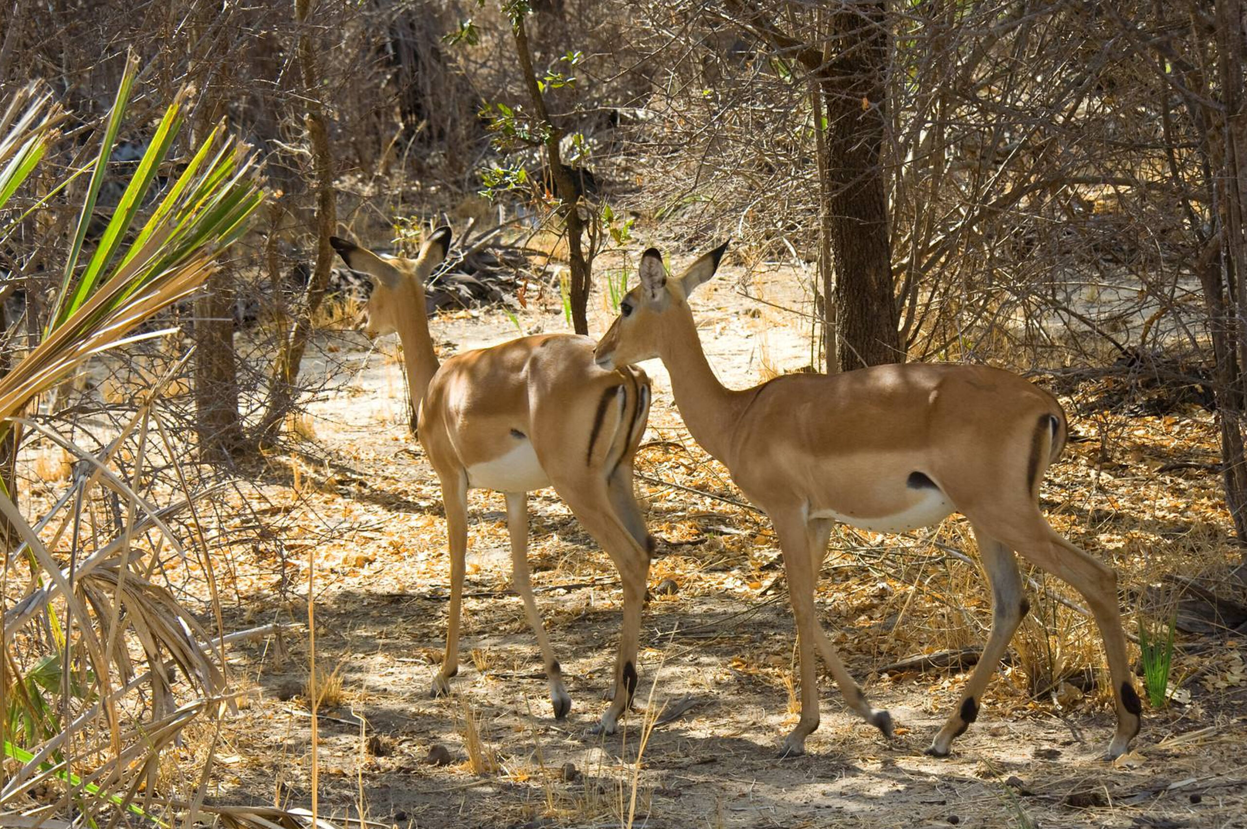 Southern Ruaha - 9