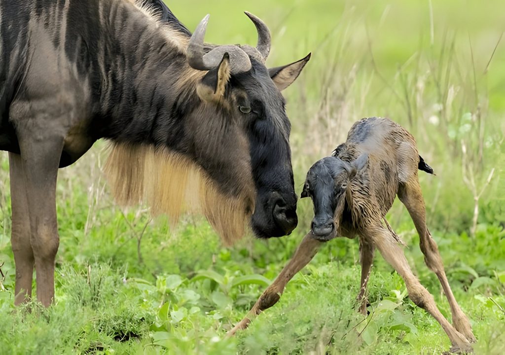 6 Days 5 Nights Tanzania Wildlife Unforgettable Experience