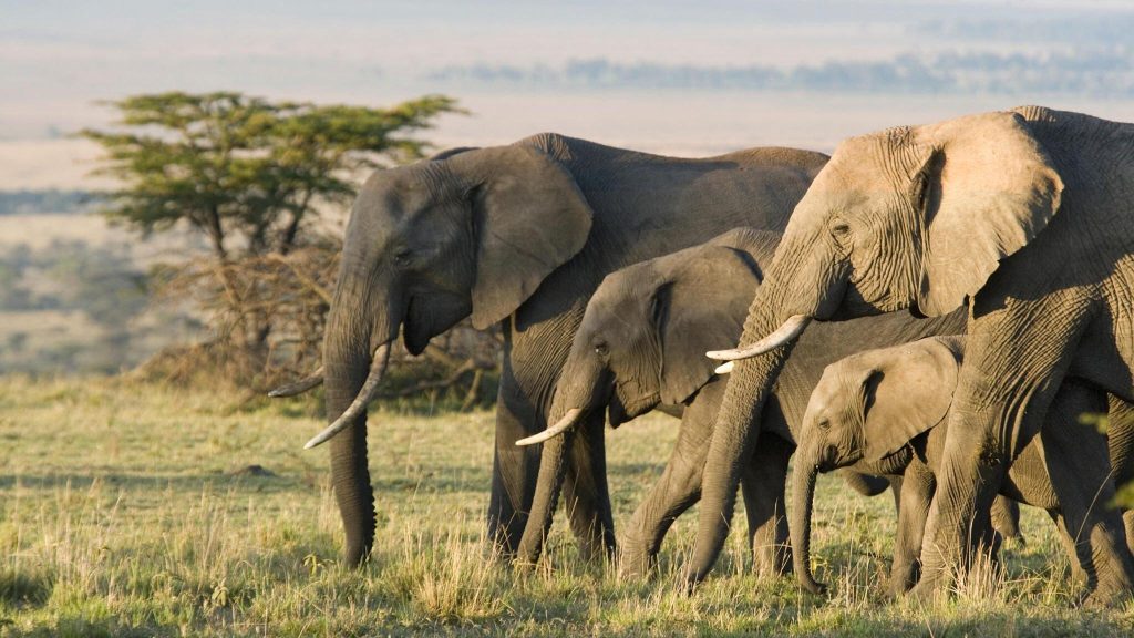 6 Days 5 Nights Tanzania Wildlife Unforgettable Experience